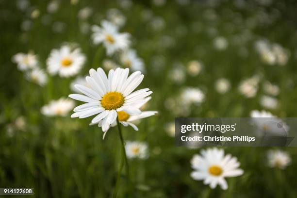 as fresh as daisies - villa-la-angostura stockfoto's en -beelden