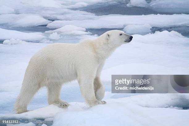 polar bear - bear on white stockfoto's en -beelden