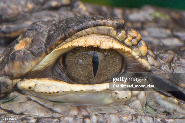 aligator eye - alligator profile stock pictures, royalty-free photos & images