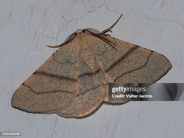 moth (adactylotis gesticularia) - geometridae stock pictures, royalty-free photos & images