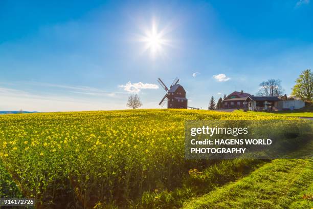 windmill and rape field - lusatia stock pictures, royalty-free photos & images
