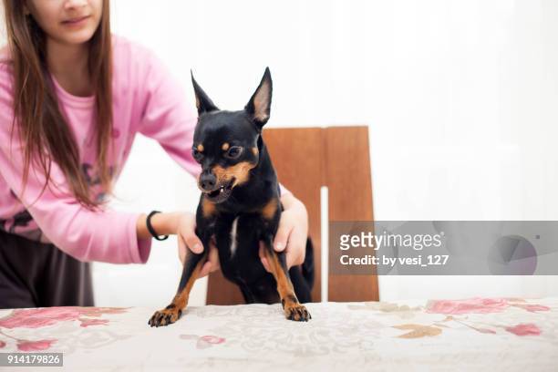 girl trying to take a grumpy dog from the table - long haired chihuahua stock-fotos und bilder