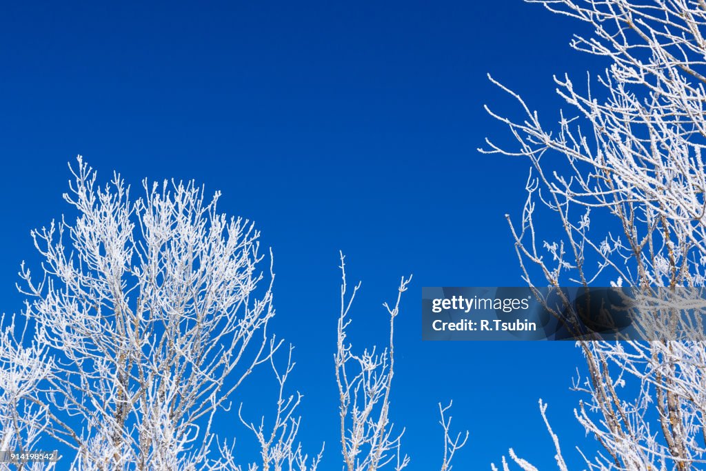 Closeup of branches of a tree