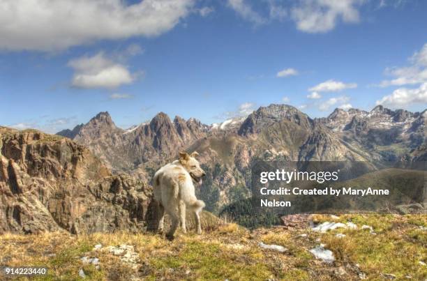 dog looking back with a mountain range view - dog looking back stock pictures, royalty-free photos & images