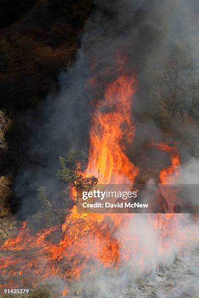 Tree goes up in flame as firefighters set a backfire to try to prevent the 3,500-acre Sheep fire from reaching the town of Wrightwood, a half-mile...