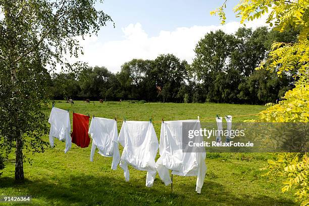 clothesline with white and red shirts between trees (xxl) - red shirt stockfoto's en -beelden