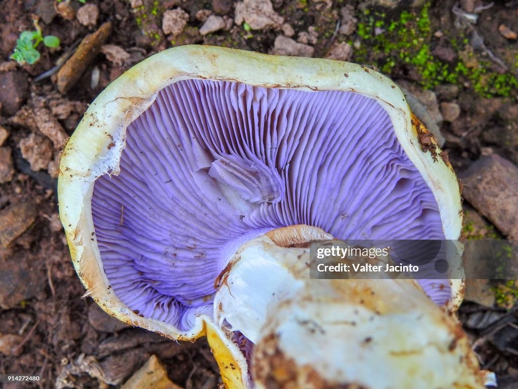 Mushroom (Cortinarius sp.)