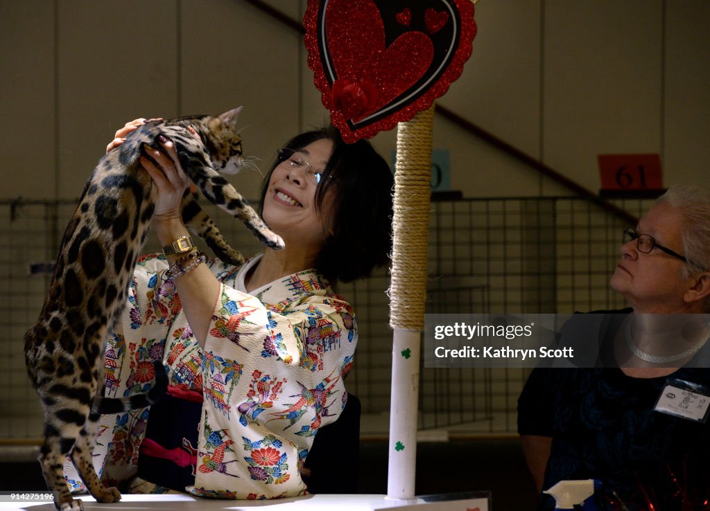 Econo Cat Club Valentine Show at the Adams County Fairgrounds.