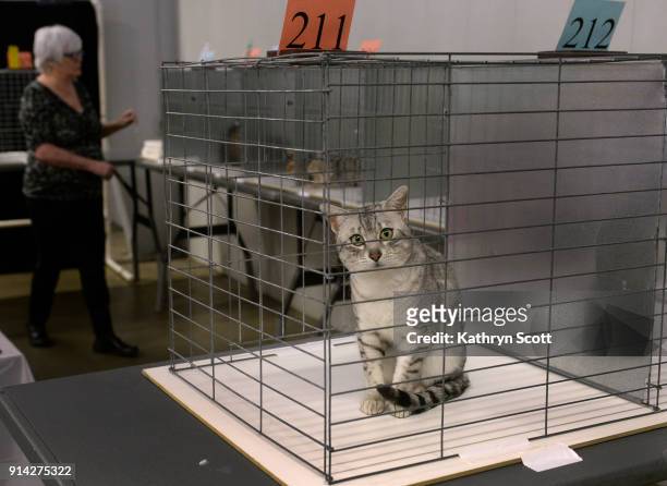 Milky Way", an Egyptian Mau black silver spotted tabby, waits for its chance to be judged during the Econo Cat Club's third annual Valentine Show at...