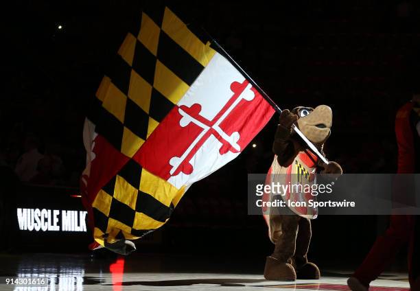 Maryland mascot Testudo with the Maryland state flag before a Big 10 men's basketball game between the University of Maryland Terrapins and the...