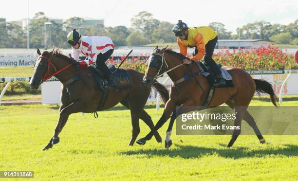 Tim Clark on Debonairly , with Corey Brown on Torvill in heat 2 of the barrier trials at Rosehill Gardens on February 5, 2018 in Sydney, Australia.