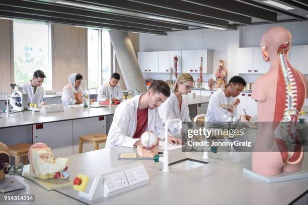 giovane studente maschio che prende appunti con modello anatomico sul dano da lavoro - studente di medicina foto e immagini stock