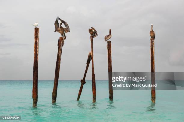 birds sitting on wooden poles at druif beach, aruba - druif 個照片及圖片檔