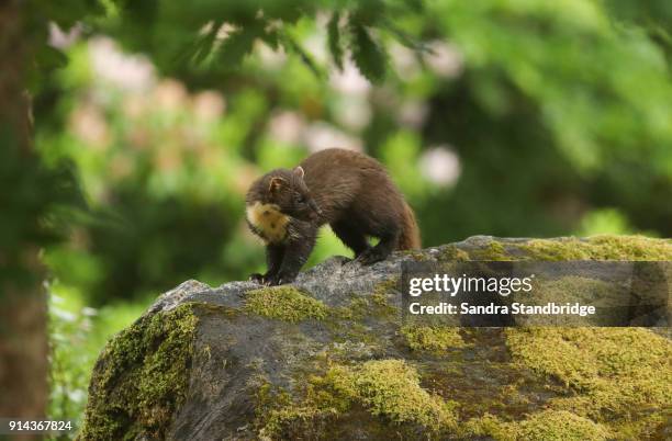 a rare hunting pine marten (martes martes) standing on a rock covered in moss in the highlands of scotland. - martes 個照片及圖片檔