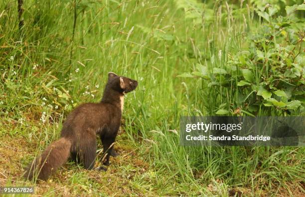 a rare pine marten (martes martes) hunting in the highlands of scotland. - martes 個照片及圖片檔