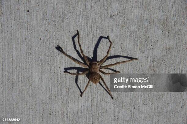spider casts a shadow on a concrete footpath in canberra, australian capital territory, australia - insect mandible stock pictures, royalty-free photos & images