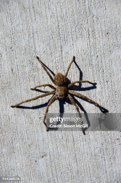 spider casts a shadow on a concrete footpath in canberra, australian capital territory, australia - insect mandible stock pictures, royalty-free photos & images