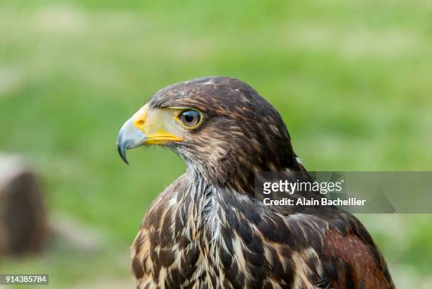 eagle - rapace stock pictures, royalty-free photos & images