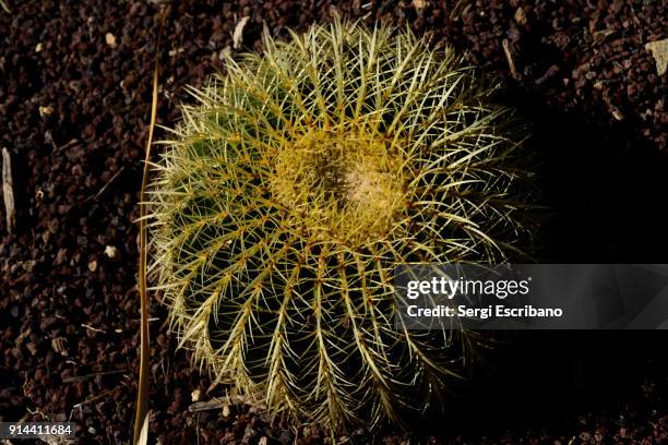 echinocactus grusonii - echinocactus stock pictures, royalty-free photos & images