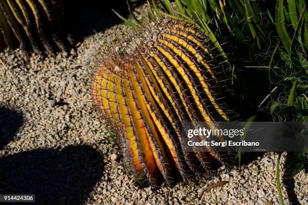 echinocactus platyacanthus, giant barrel cactus - echinocactus stock pictures, royalty-free photos & images