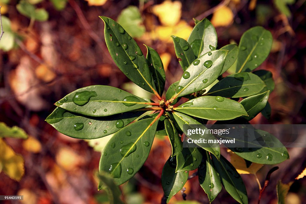 Mountain laurel emerging after a spring rain.