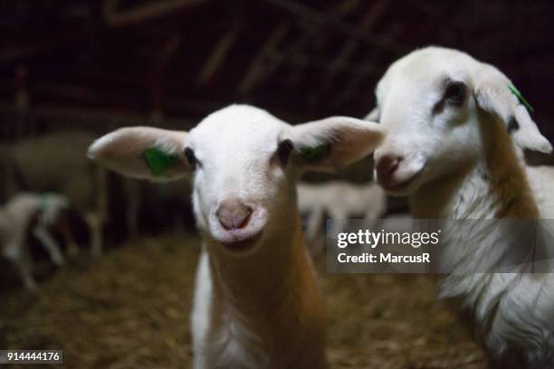 cute lamb with big ears - enclos à moutons photos et images de collection