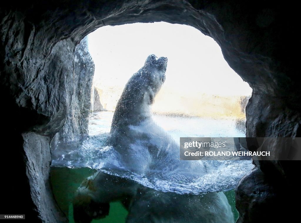 TOPSHOT-GERMANY-ANIMALS-POLAR BEAR