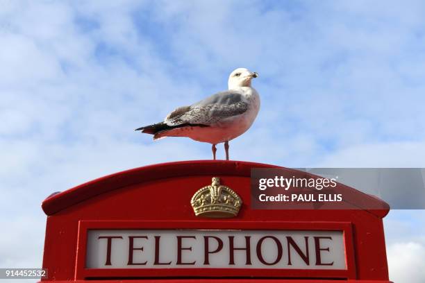 Seagull perches atop an iconic red telephone box in Liverpool, north west England on February 5, 2018. / AFP PHOTO / Paul ELLIS
