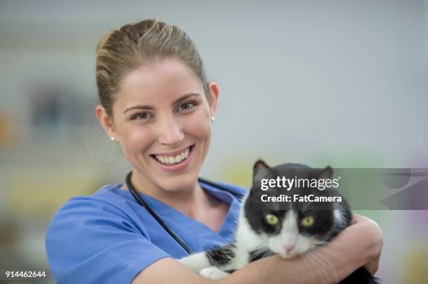 vet with cat - fat cat stock pictures, royalty-free photos & images