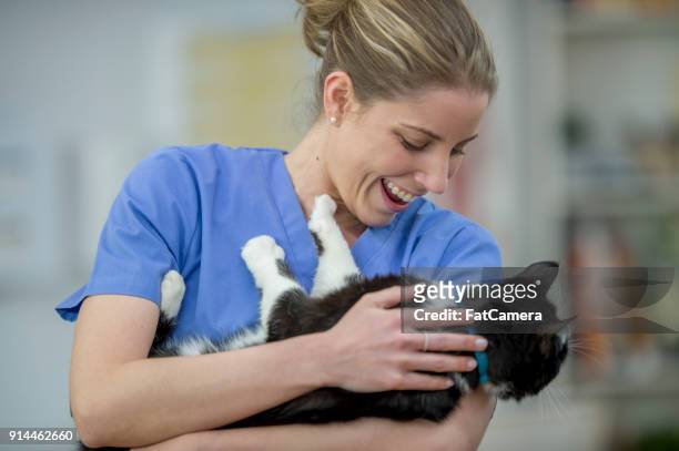 holding a cute cat - fat cat stock pictures, royalty-free photos & images
