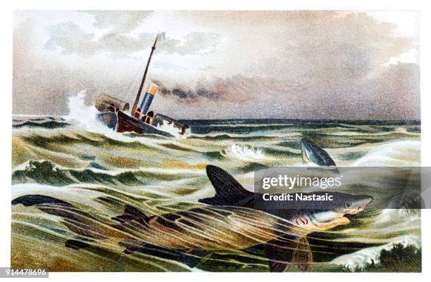 illustrations, cliparts, dessins animés et icônes de shipk avec le requin bleu (prionace glauca) - épave de bateau