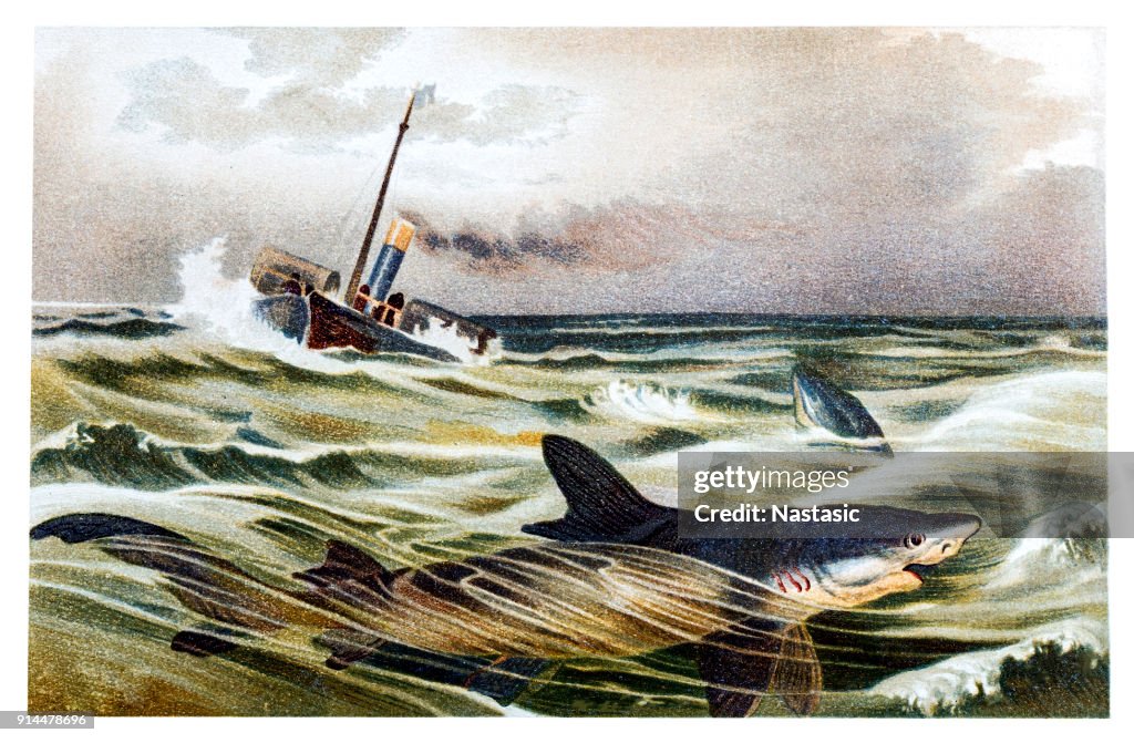 Shipk with blue shark (Prionace glauca)