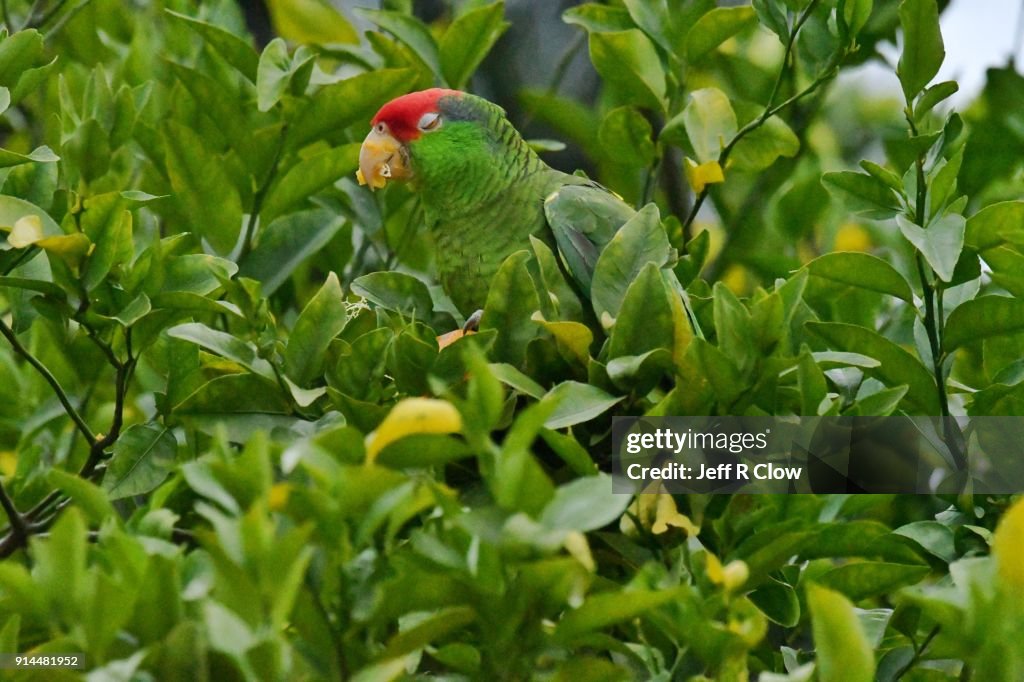 Wild Parrot Feeding in South Texas