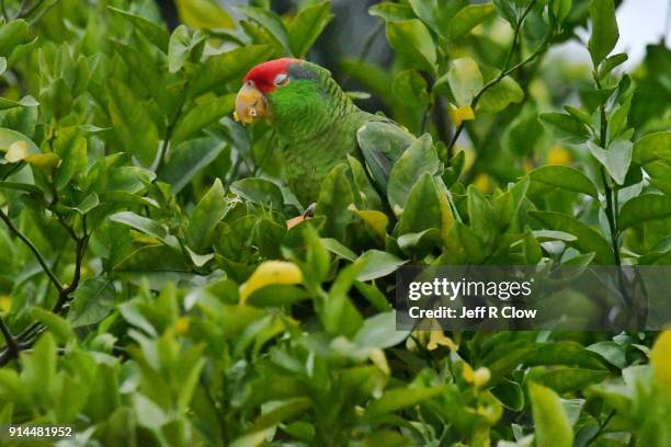 wild parrot feeding in south texas - red crowned amazon stock pictures, royalty-free photos & images