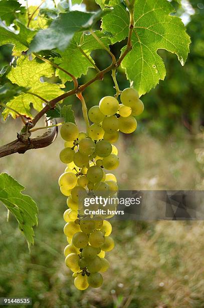 vine grapes on a plant, with leafs - mosel stock pictures, royalty-free photos & images