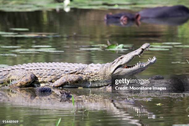nilkrokodil im kruger nationalpark, südafrika - krüger nationalpark stock-fotos und bilder