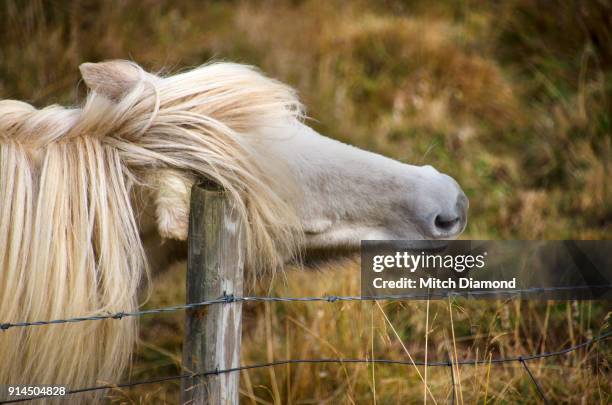 horse scratching on post - scratching post stock pictures, royalty-free photos & images
