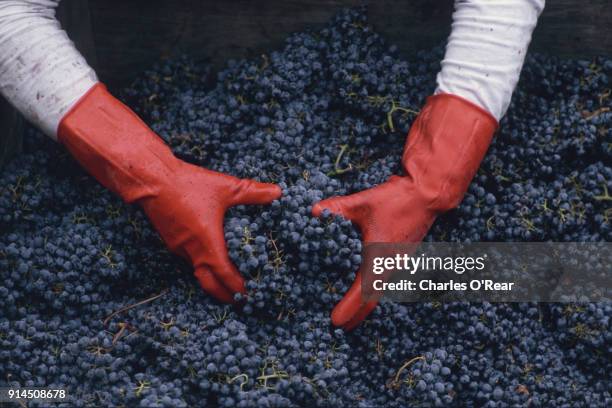 wine harvest - wine grapes stock pictures, royalty-free photos & images