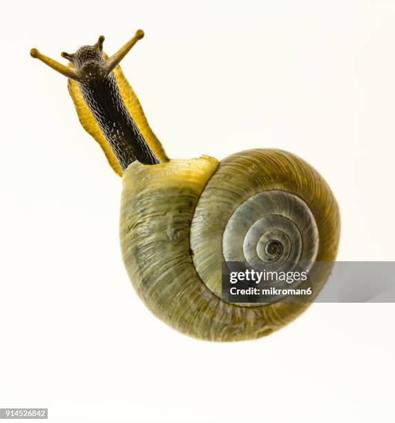 close-up of snail over white background - muschel close up studioaufnahme stock-fotos und bilder