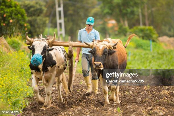farmer plowing with oxen - ox cart stock pictures, royalty-free photos & images