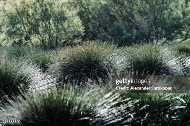 beautiful thorny bushes in savanna, natural park, france - alexander dorn stock-fotos und bilder