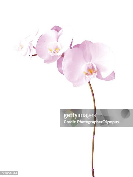 orchids - moth orchid stock pictures, royalty-free photos & images