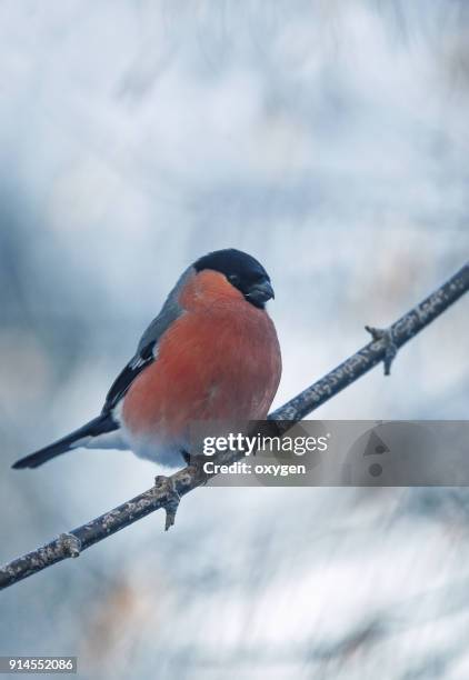 bullfinch on the branches with blue sky background - eurasian bullfinch stock pictures, royalty-free photos & images