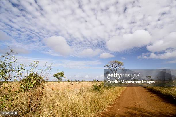 savanna no parque de kruger, áfrica do sul - província de mpumalanga imagens e fotografias de stock