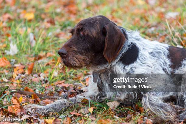 german wirehaired pointer - czech hunters imagens e fotografias de stock