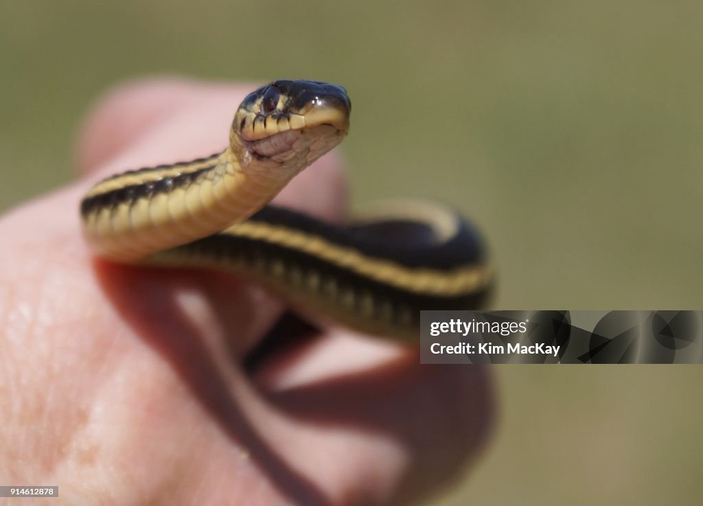 Close-up of Red-Sided Garter Snake, held in a hand