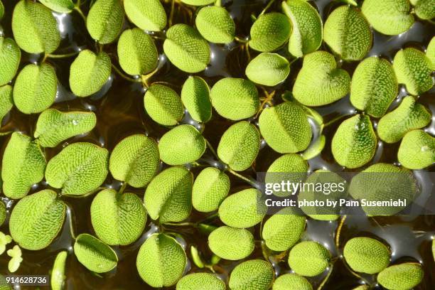 close-up of common salvinia or water spangles - salvinia stock pictures, royalty-free photos & images