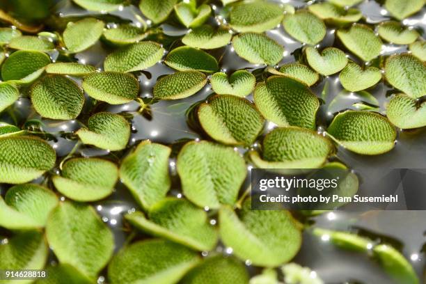 close-up of common salvinia or water spangles - salvinia stock pictures, royalty-free photos & images