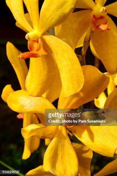 close-up, yellow epidendrum orchid - epidendrum stock pictures, royalty-free photos & images
