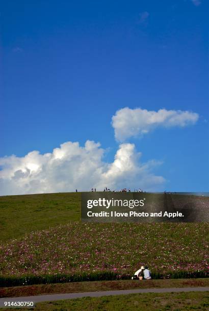 cosmos flowers and blue sky - hitachi seaside park stock pictures, royalty-free photos & images